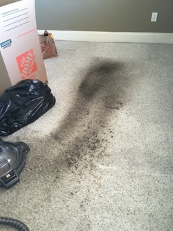 Before Carpet Cleaning by Russell Janitorial